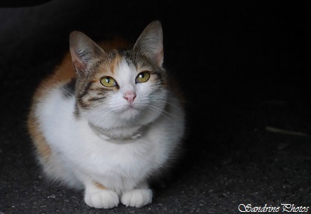 Chat dans la rue, A Cat in the street, Animaux domestiques, Pets, Bouresse, Poitou-Charentes