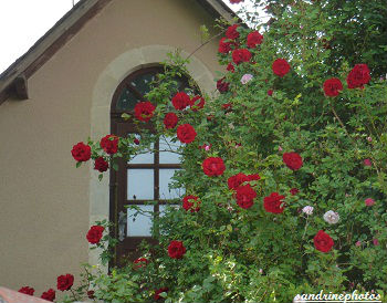 Château de M. Hubert et ses rosiers en fleurs