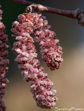 Chatons de noisetier pourpre, Rouge de Zeller, Jardin, le Verger, Bouresse 86, Sud-Vienne (19)