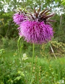 chardon penché carduus nutans, Wild flowers, Thistle, Bouresse Poitou-Charentes