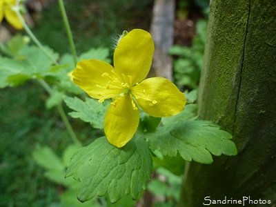 Chélidoine, Herbe à verrues, Chelidonium majus, fleurs sauvages jaunes, yellow wild flowers, Biodiversité en région Aquitaine Limousin Poitou-Charentes