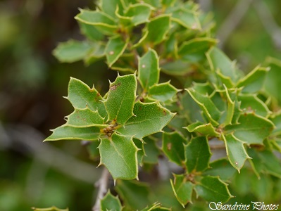 Chêne Kermès, Quercus coccifera, Feuillus des garrigues, Feuilles comme celles du Houx, petits glands épineux, Arbres et arbustes de France, Oak tree, South of France 