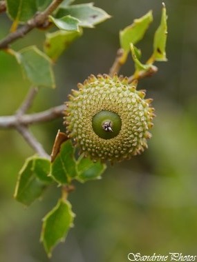 Chêne Kermès, Quercus coccifera, Feuillus des garrigues, Feuilles comme celles du Houx, petits glands épineux, Arbres et arbustes de France, Oak tree from South of France (50)