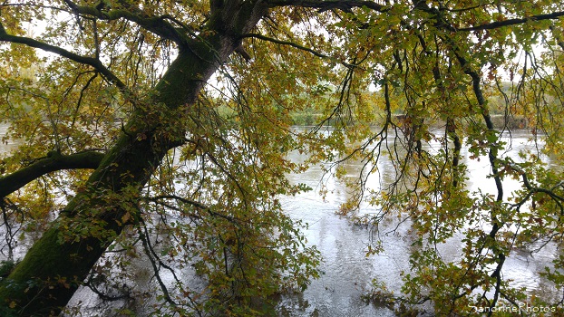 Chêne plongeant dans la Vienne, La Planchette, Queaux,15 novembre 2019 (6)