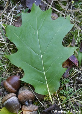 Chêne rouge d`Amérique, Quercus rubra, Feuille et fruit, Leaf and fruit, acorns of American red oak, Arbres et arbustes, Trees and bushtrees of Poitou-Charentes, France (4)