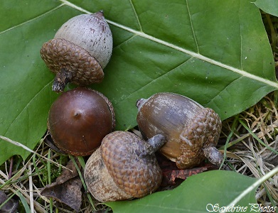 Chêne rouge d`Amérique, Quercus rubra, Feuille et fruit, Leaf and fruit, acorns of American red oak, Arbres et arbustes, Trees and bushtrees of Poitou-Charentes, France (5)