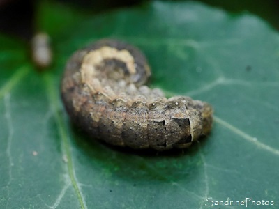 Chenille Noctua comes, la Hulotte, jardin derrière la maison, Bouresse