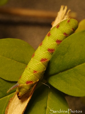 Chenille Sphinx du Tilleul, Mimas tiliae, Sphingidae, chenille vert et rouge, Papillon de nuit, Moths and butterflies, Bouresse, Poitou-Charentes (19)