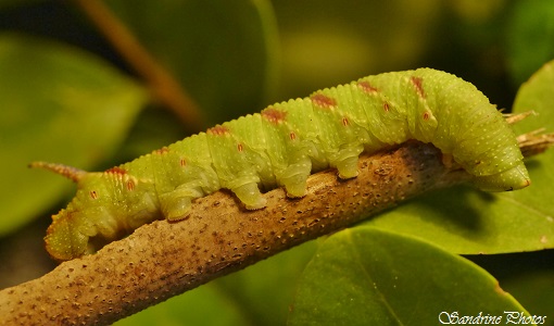 Chenille Sphinx du Tilleul, Mimas tiliae, Sphingidae, chenille vert et rouge, Papillon de nuit, Moths and butterflies, Bouresse, Poitou-Charentes (21)