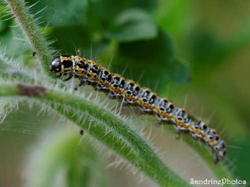 Chenille d`Ethmia bipunctella, Le Verger, Bouresse, 86.jpg