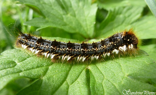 Chenille d`Euthrix potatoria, la Buveuse, Papillons de nuit, Mothes and butterflies, Caterpillars, Bouresse, Poitou-Charentes, SandrinePhotos