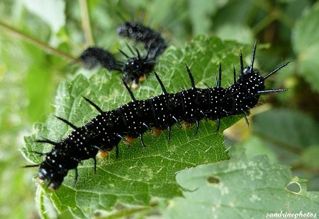 Chenille d`Inachis Io, Paon de jour sur orties Autour de la Dive Bouresse 86