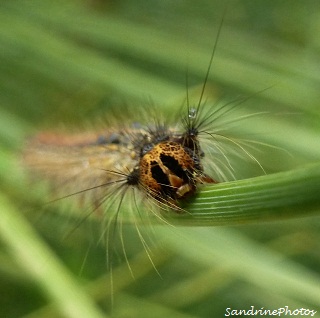 Chenille de Bombyx disparate, Lymantria dispar caterpillar, Papillons de nuit, Moths, Lymantriidae, Bouresse, Poitou-Charentes 6 juin 2012