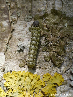 Chenille de Cryphia algae, Bryophile vert-mousse, sur lichen de noisetier, le Verger, Bouresse