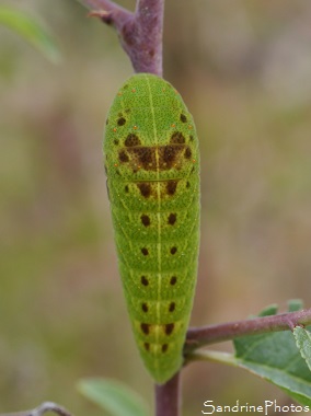 Chenille de Flambé sur Prunellier, 2ème génération, Bouresse, Le Verger, Biodiversité en région Nouvelle-Aquitaine (34)