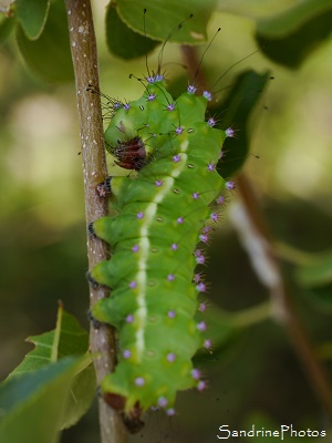 Chenille de Grand Paon de nuit, the giant Peacock moth, Saturnia pyri, Saturniidae, Cirque de Navacelles, Cévennes, 2017 (112)