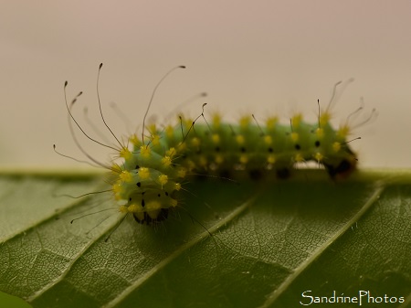 Chenille de Grand paon de nuit, Saturnia pyri, Bouresse 86