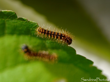 Chenille de Grand paon de nuit, Saturnia pyri, jour 1, naissance 21 mai 2020 (22)