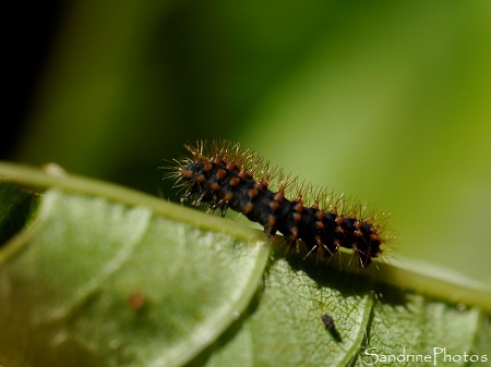 Chenille de Grand paon de nuit, Saturnia pyri, stade 1, 25 mai 2020 (16)