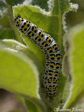 Chenille de La Brèche, Cucullia verbasci sur bouillon blanc, Noctuidae, papillons de nuit, Les buttes de la Bastière, Sillars (45)