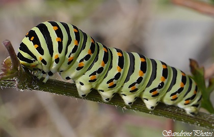 Chenille de Machaon sur carotte sauvage, Swallowtail butterfly, Papilio machaon, Nymphalidae, papillons de jour, Moths and butterflies, Bouresse, Poitou-Charentes, Aot 2014 (1)