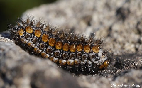 Chenille de Mélitée orangée, Didymaeformia didyma -Nymphalidae, Papillons de jours, moths and butterflies, Butte de Laloeuf, Sillars, Poitou-Charentes (9)