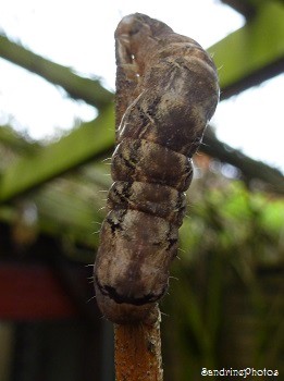 Chenille de Mormo maura, La Maure, Papillon de nuit, Bouresse, Poitou-Charentes (4)