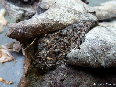 Chenille de Mormo maura, la Maure, cocon dans les feuilles mortes, cocoon of a larva in dead leaves, Papillons de nuit, Moths and butterflies, Jardin Bouresse 86