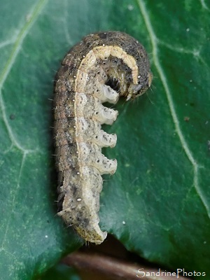 Chenille de Noctua comes, la Hulotte, jardin derrière la maison, Bouresse