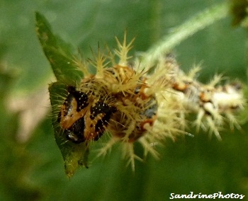 Chenille de Polygonia c-album, Robert le Diable, Papillon de jour, Caterpillar of the Comma, name coming from the shape of the white marking the butterfly has on its underside, aot 2012, Bouresse, Po