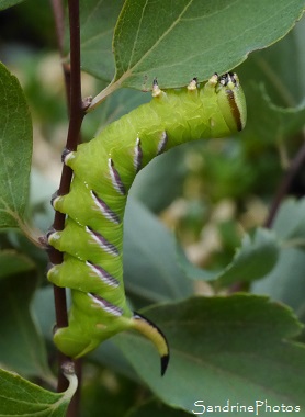 Chenille de Sphinx du Troène, Sphinx ligustri, Sphingidae, Papillons de nuit, Biodiversité en région Nouvelle-Aquitaine, SandrinePhotos Esprit Nature (19)