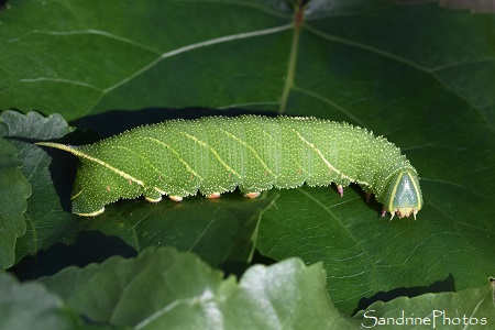 Chenille de Sphinx du peuplier, Laothoe populi, Sphingidae, Papillon de nuit, La Planchette, Queaux (17)