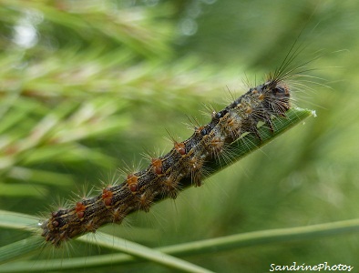 Chenille de bombyx disparate Lymantria dispar 6 juin 2012 Bouresse-Poitou-Charentes (5)