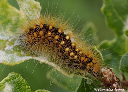 Chenille de la Chevelure dorée, Noctuelle de l`érable, Acronicta auricoma, Moths and butterflies, Caterpillars, Jardin, Bouresse, pf(39)