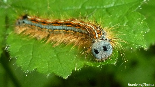 Chenille de la Livrée-Malacosoma neustria-Lasiocampidae, Caterpillars and butterflies, SandrinePhotos, Poitou-Charentes31 mai 2013 (94)