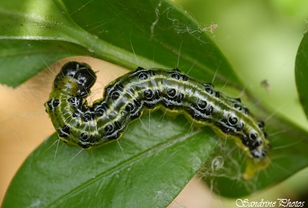 Chenille de la Pyrale du buis, Cydalima perspectalis, Chenille et papillons, Bouresse, Poitou-Charentes (7)