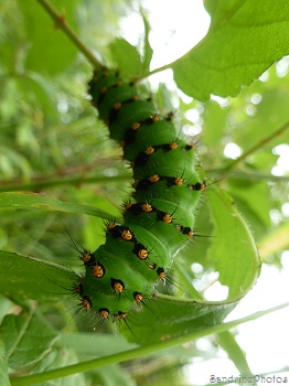 Chenille de petit paon de nuit, Saturnia pavonia, Jardin, Bouresse, Poitou-Charentes, 28 juin 2013