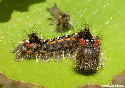 Chenille de triaena tridens Bouresse Poitou-charentes Chenilles et papillons (4)