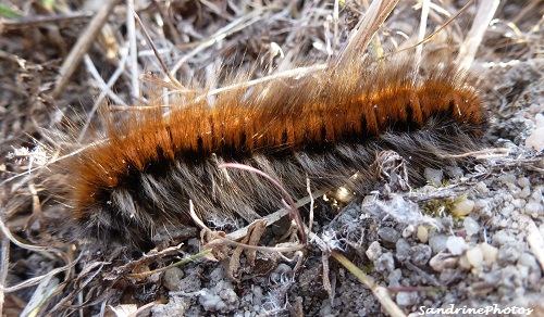 Chenille du Bombyx de la ronce-Macrothylacia rubi-Fox moth caterpillar-The devil`s ring in French-Bouresse, Poitou-Charentes Sandrinephotos
