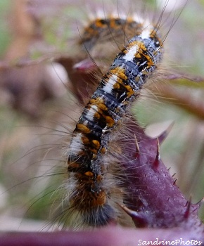 Chenille du Bombyx du chêne, Lasiocampa quercus - Bouresse, Poitou-Charentes 23 novembre 2012 (1)