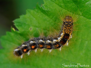 Chenille du Cul brun, le Verger, Bouresse 86