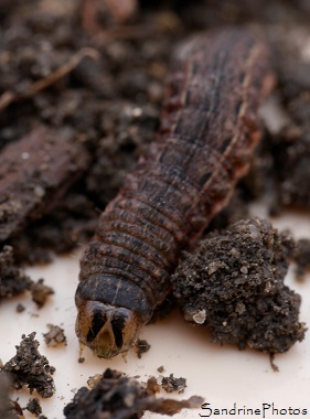 Chenille du Hibou, Noctua pronuba, sous la paille, Papillon de nuit, Noctuidae, caterpillar under hay, garden, jardin, Le Verger, Bouresse 86, Sud-Vienne (1)