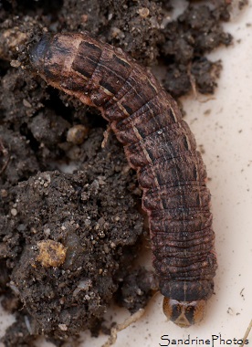 Chenille du Hibou, Noctua pronuba, sous la paille, Papillon de nuit, Noctuidae, caterpillar under hay, garden, jardin, Le Verger, Bouresse 86, Sud-Vienne (2)