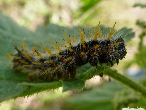 Chenille du Vulcain, Vanessa Atalanta, Bouresse(9)