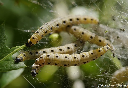 Chenilles de Petit Hyponomeute du fusain, Yponomeuta plumbellus, Chenilles grégaires du fusain, papillons de nuit, teignes, Caterpillars, Jardin Bouresse(8)