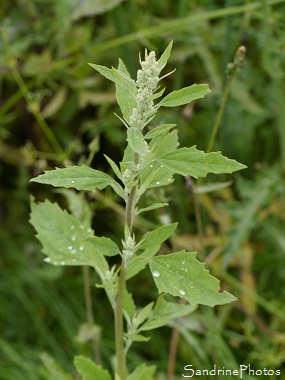 Chénopode blanc, Chenopodium album, Fleurs sauvages blanches, White wild flowers, Jardin, le Verger, Bouresse 86, Biodiversité en Région Nouvelle-Aquitaine (24)