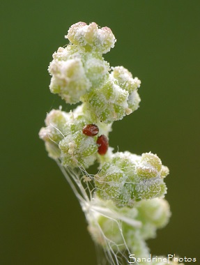 Chénopode blanc, Chenopodium album, Fleurs sauvages blanches, White wild flowers, Jardin, le Verger, Bouresse 86, Biodiversité en Région Nouvelle-Aquitaine (38)