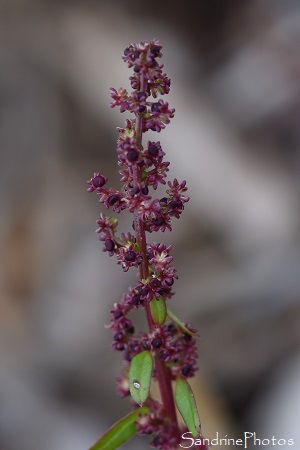 Chénopode polysperme, Lipandra polysperma, Chenopodium polyspermum, Limoine, Flore de La Planchette, Queaux  86 (16)