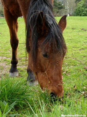 Cheval marron mangeant de l`herbe dans un champ, Brown horse in a field eating grass, Bouresse, Poitou-Charentes avril 2013 (34)