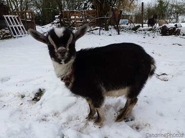 Chevreau dans la neige, Animaux domestiques de la ferme, Animals of the farm, Young goat in the snow, 20 janvier 2013 Bouresse Poitou-Charentes 